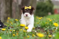 Avery, a female Yorkipoo for sale in Baltic, OH – Photo 9 of 10