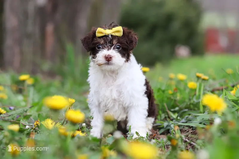 Avery – Yorkipoo puppy for sale in Baltic, OH