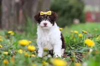 Avery, a female Yorkipoo for sale in Baltic, OH – Photo 1 of 10
