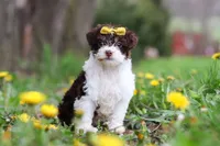Avery, a female Yorkipoo for sale in Baltic, OH – Photo 3 of 10