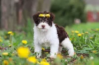 Avery, a female Yorkipoo for sale in Baltic, OH – Photo 7 of 10