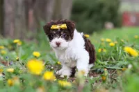 Avery, a female Yorkipoo for sale in Baltic, OH – Photo 6 of 10