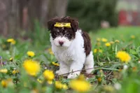 Avery, a female Yorkipoo for sale in Baltic, OH – Photo 5 of 10