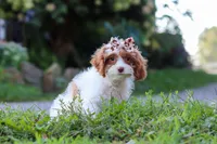 Jessica, a female Cavapoo for sale in Baltic, OH – 6 of 7
