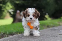 Benji, a male Maltipoo for sale in Baltic, OH – 4 of 6