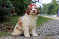 Rain, a female Miniature Bernedoodle for sale in Baltic, OH – 5 of 6