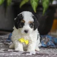 Everest, a male Miniature Bernedoodle for sale in Baltic, OH – Photo 2 of 4