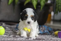 Everest, a male Miniature Bernedoodle for sale in Baltic, OH – Photo 2 of 4