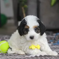 Everest, a male Miniature Bernedoodle for sale in Baltic, OH – Photo 3 of 4
