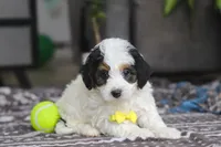 Everest, a male Miniature Bernedoodle for sale in Baltic, OH – Photo 3 of 4