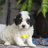 Everest, a male Miniature Bernedoodle for sale in Baltic, OH – Photo 4 of 4