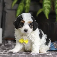 Everest, a male Miniature Bernedoodle for sale in Baltic, OH – Photo 1 of 4