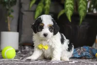 Everest, a male Miniature Bernedoodle for sale in Baltic, OH – Photo 1 of 4