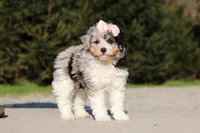 Poppy, a female Poodle - Miniature  for sale in Baltic, OH – 3 of 7