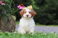 Rain, a female Miniature Bernedoodle for sale in Baltic, OH – 5 of 7