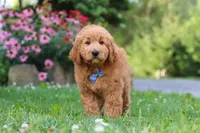 Theo, a male Goldendoodle for sale in Baltic, OH – 2 of 10