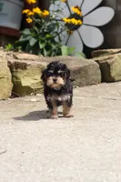 Aleah, a female Maltipoo for sale in Baltic, OH – 3 of 6