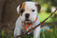 Banjo, a male English Bulldog and Beagle for sale in Baltic, OH – 7 of 9