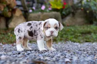 Mia, a female English Bulldog and Beagle for sale in Baltic, OH – Photo 3 of 4