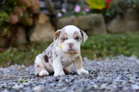 Mia, a female English Bulldog and Beagle for sale in Baltic, OH – Photo 1 of 4