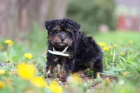 Lincoln, a male Yorkipoo for sale in Baltic, OH – Photo 2 of 6