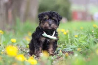Lincoln, a male Yorkipoo for sale in Baltic, OH – Photo 6 of 6