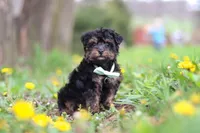Lincoln, a male Yorkipoo for sale in Baltic, OH – Photo 4 of 6