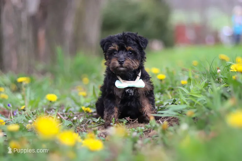 Lincoln – Yorkipoo puppy for sale in Baltic, OH