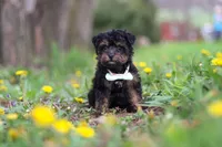 Lincoln, a male Yorkipoo for sale in Baltic, OH – Photo 1 of 6