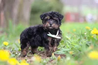 Lincoln, a male Yorkipoo for sale in Baltic, OH – Photo 3 of 6