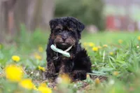 Lincoln, a male Yorkipoo for sale in Baltic, OH – Photo 5 of 6