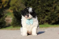 Chase, a male Poodle - Miniature  for sale in Baltic, OH – 3 of 5