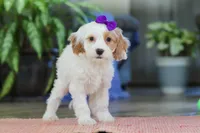 Chloe , a female Cockapoo for sale in Baltic, OH – Photo 2 of 5