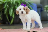 Chloe , a female Cockapoo for sale in Baltic, OH – Photo 5 of 5