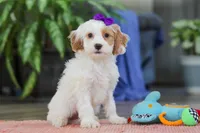 Chloe , a female Cockapoo for sale in Baltic, OH – Photo 4 of 5