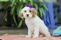 Chloe , a female Cockapoo for sale in Baltic, OH – Photo 3 of 5