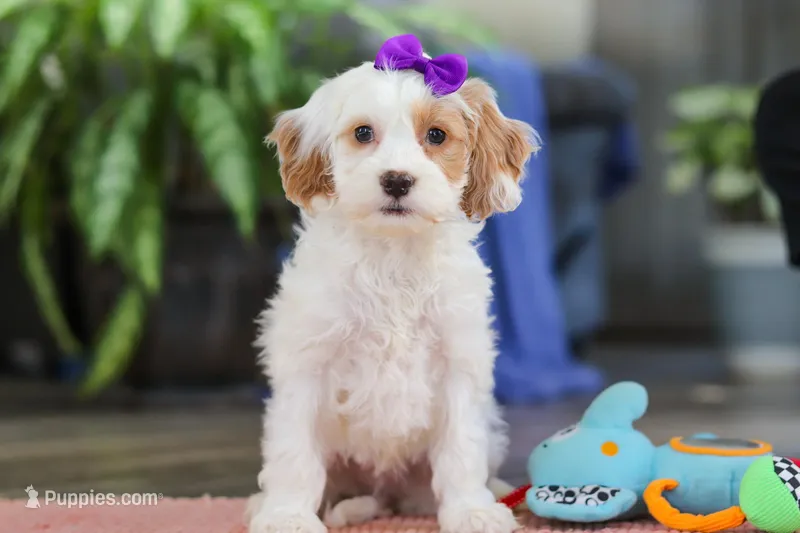 Chloe  – Cockapoo puppy for sale in Baltic, OH