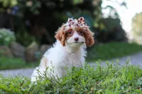 Jessica, a female Cavapoo for sale in Baltic, OH – 4 of 7