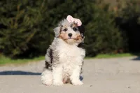 Poppy, a female Poodle - Miniature  for sale in Baltic, OH – 5 of 7