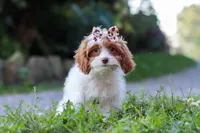 Jessica, a female Cavapoo for sale in Baltic, OH – 3 of 7