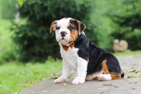 Charlie, a male English Bulldog and Beagle for sale in Baltic, OH – 3 of 6