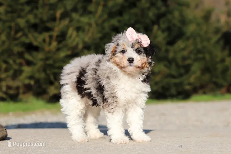 Poppy – Poodle - Miniature  puppy for sale in Baltic, OH