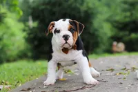 Charlie, a male English Bulldog and Beagle for sale in Baltic, OH – 5 of 6