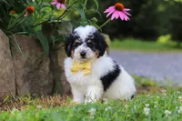 Tundra, a male Miniature Bernedoodle for sale in Baltic, OH – 8 of 9