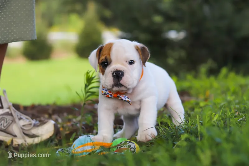 Banjo – English Bulldog, Beagle puppy for sale in Baltic, OH