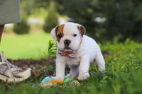Banjo, a male English Bulldog and Beagle for sale in Baltic, OH – 1 of 9