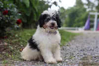 Tundra, a male Miniature Bernedoodle for sale in Baltic, OH – 4 of 5