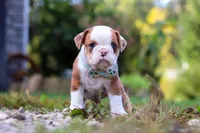 Macky, a male English Bulldog and Beagle for sale in Baltic, OH – Photo 2 of 4