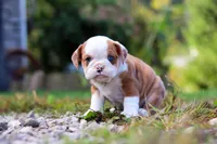 Macky, a male English Bulldog and Beagle for sale in Baltic, OH – Photo 3 of 4