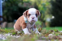 Macky, a male English Bulldog and Beagle for sale in Baltic, OH – Photo 4 of 4